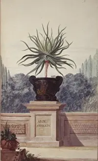 Aloe Prints: Aloe serrata