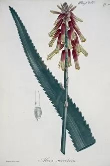Asparagales Gallery: Aloe succotrin, aloe