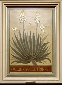 Aloe succotrina, fynbos aloe