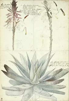 Ehret Collection: Aloe succotrina, fynbos aloe & Aloe vera, true aloe
