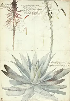 Ehret Prints: Aloe succotrina, fynbos aloe & Aloe vera, true aloe