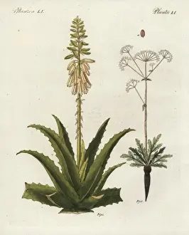 Aloe vera and asafoetida, Ferula assafoetida