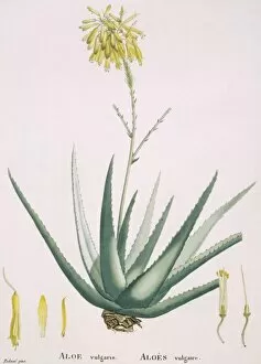 Aloe vulgaris, aloe