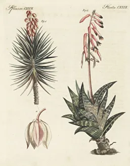 Gotz Prints: Aloe yucca and tiger aloe