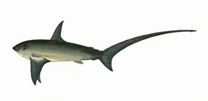 Shark Prints: Alopias vulpinus, or common thresher