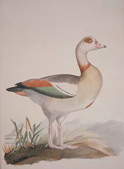 Anatidae Gallery: Alopochen aegyptiaca, Egyptian goose