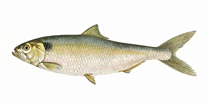 Alosa Collection: Alosa fallax, or Twait Shad