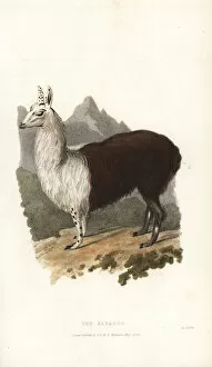 Alpaca Collection: Alpaca or paco, Vicugna pacos (Camelus paco)