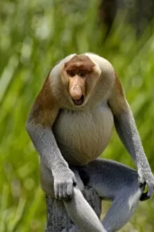 Alpha -male Proboscis monkey aggressive display