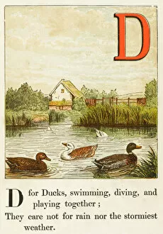 Applied Gallery: Alphabet / D for Ducks