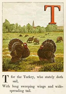 Alphabets Prints: Alphabet / T for Turkey