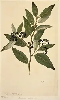 Rosales Prints: Alphitonia zizyphoides, toi