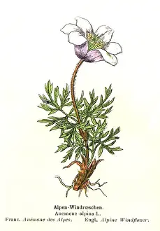 Pulsatilla Prints: Alpine Anemone