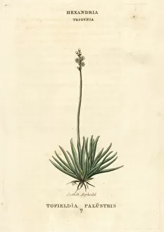 Alpine asphodel, Tofieldia calyculata