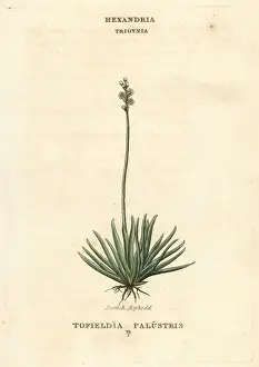 Palustris Prints: Alpine asphodel, Tofieldia calyculata