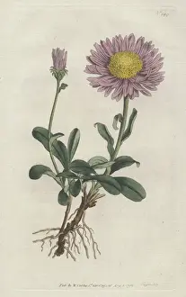 Williamcurtis Prints: Alpine aster, Aster alpinus