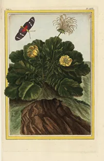 Alpes Gallery: Alpine avens, Geum montanum