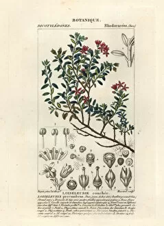 Azalea Gallery: Alpine azalea, Loiseleuria procumbens