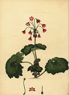 Alpine bells, Primula matthioli