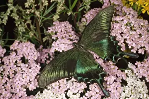 Deciduous Prints: Alpine Black Swallowtail Butterfly - common in