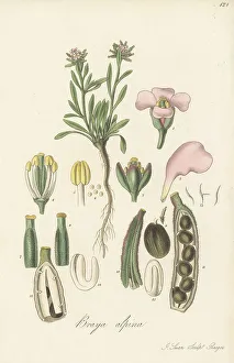 Salzburg Prints: Alpine braya, Braya alpina