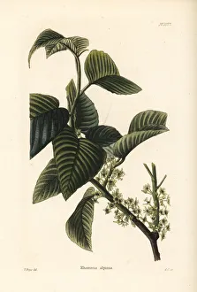 Alpinus Gallery: Alpine buckthorn, Rhamnus alpina