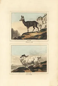 James Smith Barr Prints: Alpine chamois and male Juda (Whydah) goat