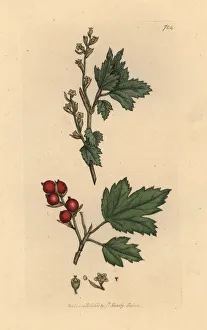 Alpinum Gallery: Alpine currant, Ribes alpinum