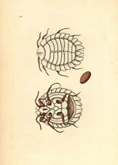 Ensign Prints: Alpine ensign scale, Arctorthezia cataphracta