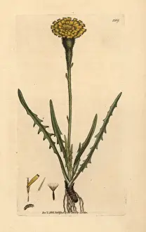 Alpine hedypnois, Hedypnois taraxici