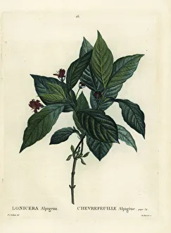 Arbustes Gallery: Alpine honeysuckle, Lonicera alpigena
