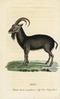 Alpine ibex, Capra ibex