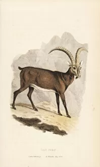 Ruminantia Collection: Alpine ibex, Capra ibex