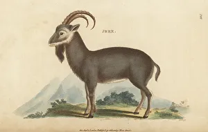 Kearsley Prints: Alpine ibex, Capra ibex