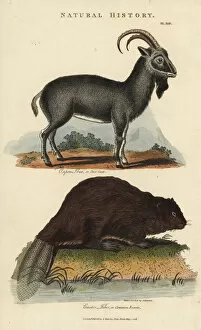 Capra Collection: Alpine ibex, Capra ibex, and common Eurasian