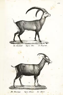 Schinz Collection: Alpine ibex and domestic goat