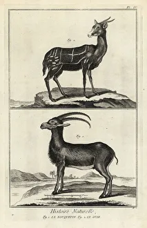 1774 Prints: Alpine ibex and harnessed bushbuck