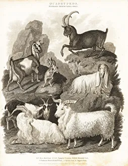 Quadruped Prints: Alpine ibex and various goat species