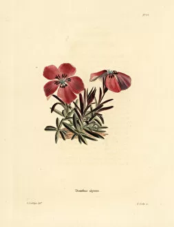 Alpinus Gallery: Alpine pink, Dianthus alpinus