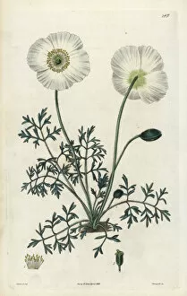 Poppy Collection: Alpine poppy, Papaver alpinum