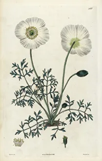 Alpinum Gallery: Alpine poppy, Papaver alpinum
