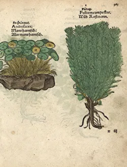 Alpina Gallery: Alpine rock-Jasmine, Androsace alpina