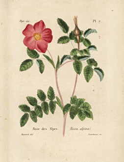 Alpes Collection: Alpine rose, Rosa alpina