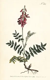Sansom Prints: Alpine sainfoin, Hedysarum hedysaroides
