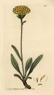 Alpinum Gallery: Alpine single-flowered hawkweed, Hieracium alpinum