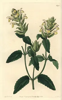 Alpina Gallery: Alpine skullcap, Scutellaria alpina