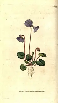 Alpine soldanella, Soldanella alpina