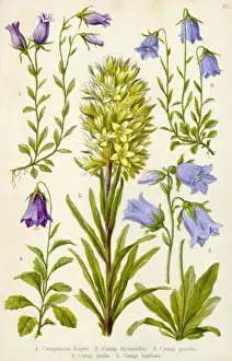 Barbata Prints: Alpine Species 1903