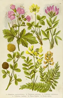 Alpine Species 1903