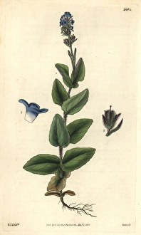 Alpina Gallery: Alpine speedwell, Wormskiolds var, Veronica